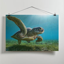 Art Prints of Green turtle