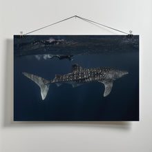 Art Prints of Whale Shark and Chaser