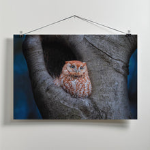 Art Prints of Eastern Screech Owl (Red Morph)