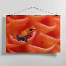 Art Prints of Strawberry poison-dart frog