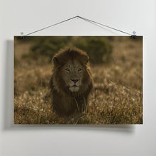 Art Prints of olope male lion