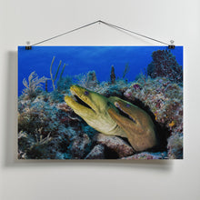 Art Prints of Moray eels