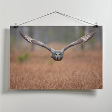 Art Prints of Great grey owl