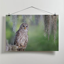 Art Prints of Barred Owl