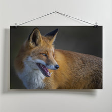 Art Prints of fox