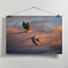 Art Prints of Flamingos at sunset