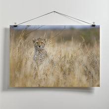 Art Prints of Young cheetah