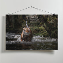 Art Prints of Big cat in creek