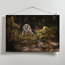 Art Prints of Long eared owl