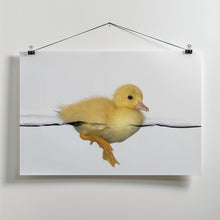 Art Prints of Patito amarillo