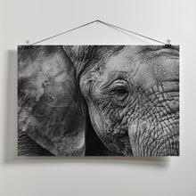 Art Prints of Elephant skin