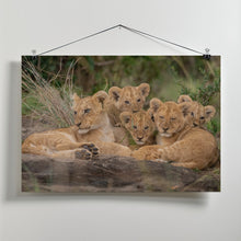 Art Prints of Cute Lion Cubs