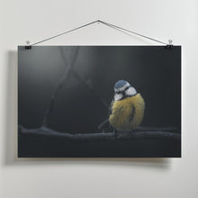 Art Prints of Blue Tit