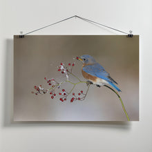 Art Prints of Blue bird in winter