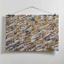 Art Prints of Pelican Parade