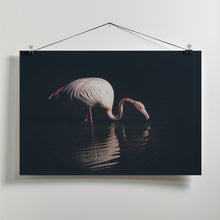 Art Prints of Enlighted flamingo