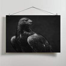 Art Prints of Golden Eagle