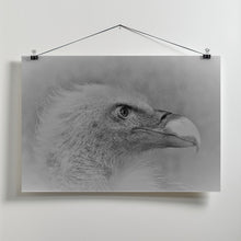 Art Prints of Bald eagle