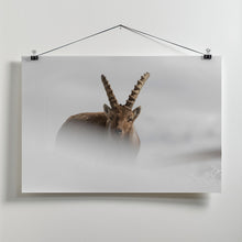 Art Prints of Alpine Ibex