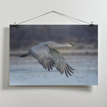 Art Prints of A Sandy Hill Crane in Flight