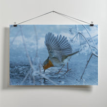 Art Prints of European robin (Erithacus rubecula).