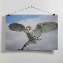 Art Prints of Snowy Owl