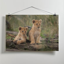 Art Prints of Little lion cubs