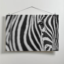 Art Prints of Zebra stripes