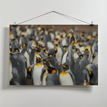 Art Prints of King penguin colony