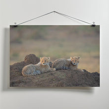 Art Prints of Cheetah cubs