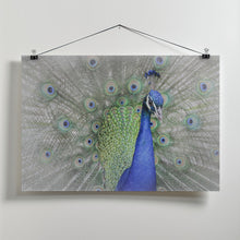 Art Prints of Peacock