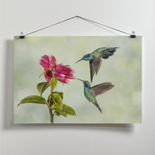 Art Prints of Costa Rica Hummingbirds