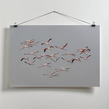 Art Prints of Greater Flamingos in flight