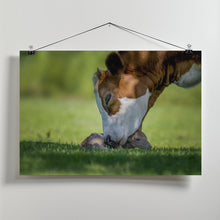 Art Prints of cow deer love