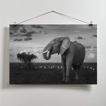 Art Prints of Beautiful Elephant