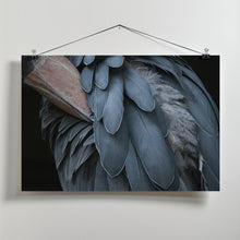 Art Prints of Feather