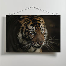 Art Prints of Tigers