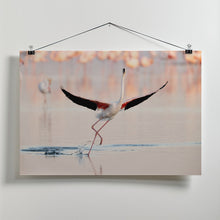 Art Prints of Flamingo dancing