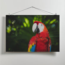 Art Prints of Colorful Parrot