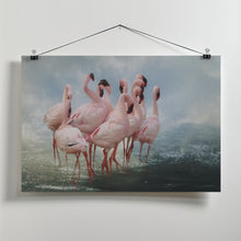 Art Prints of Lesser Flamingo Summit