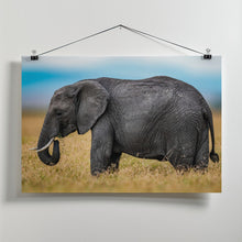 Art Prints of Elephant