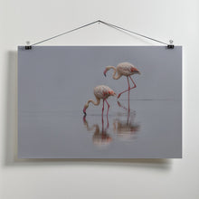 Art Prints of Flamingos