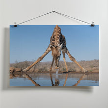 Art Prints of Giraffe drinking water