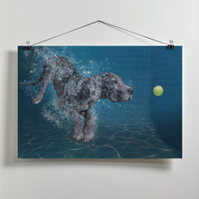 Art Prints of SplashDog