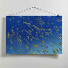 Art Prints of FiSh FrEnZy