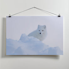 Art Prints of White fox