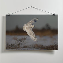 Art Prints of Snowy Owl