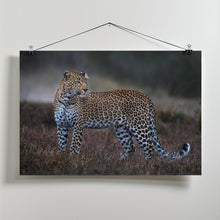 Art Prints of Leopard on the prowl