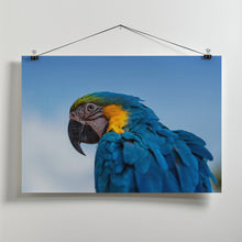 Art Prints of Osgar the Parrot.