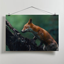 Art Prints of Red fox on patrol